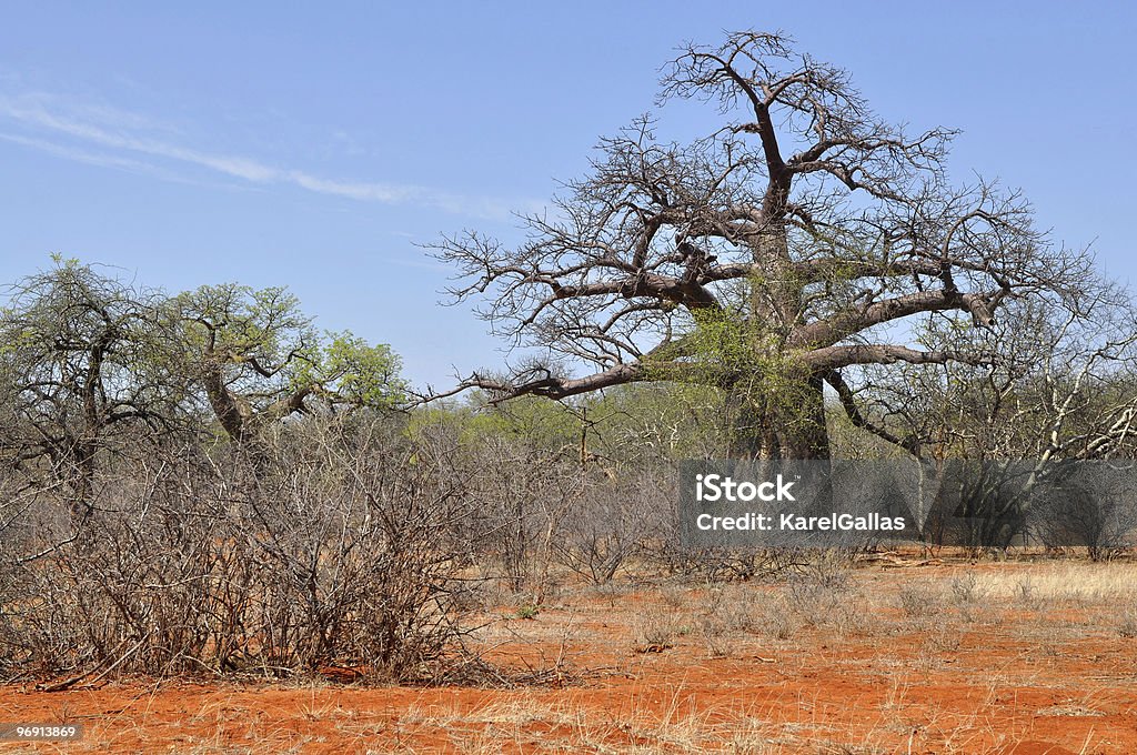 baobab i Cegła kolorowe gleby - Zbiór zdjęć royalty-free (Afryka)