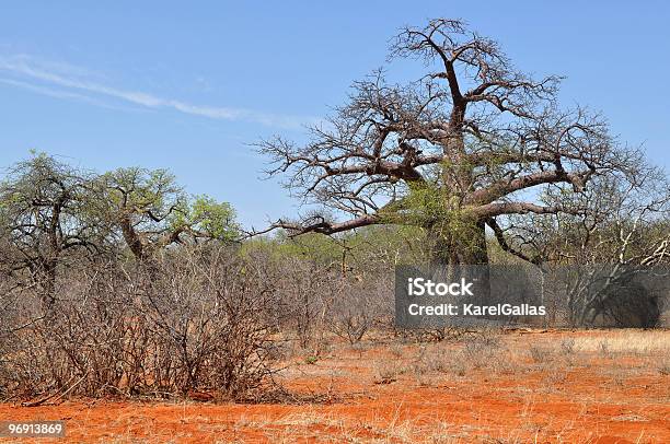 Baobab I Cegła Kolorowe Gleby - zdjęcia stockowe i więcej obrazów Afryka - Afryka, Baobab, Bez ludzi