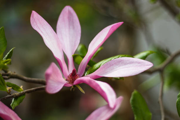 flores de magnólia roxa bonita na temporada de primavera na árvore de magnólia - sweet magnolia white large flower - fotografias e filmes do acervo