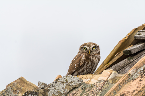 Little owl on a house roof made of tile looking into the camera