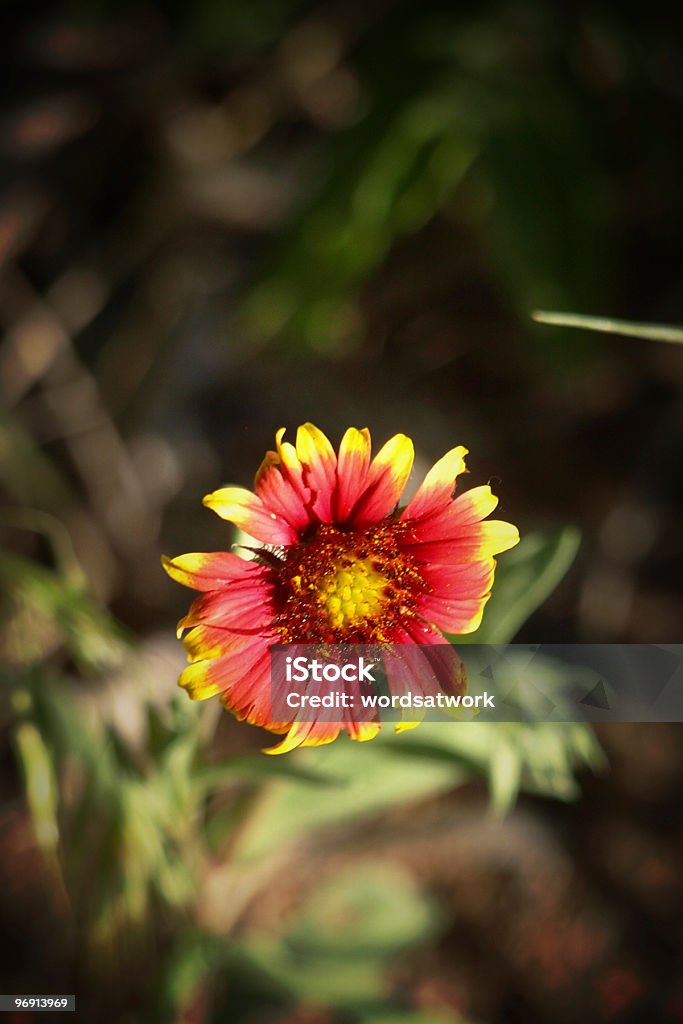 Indian Blanket Wildflower  Blanket Stock Photo