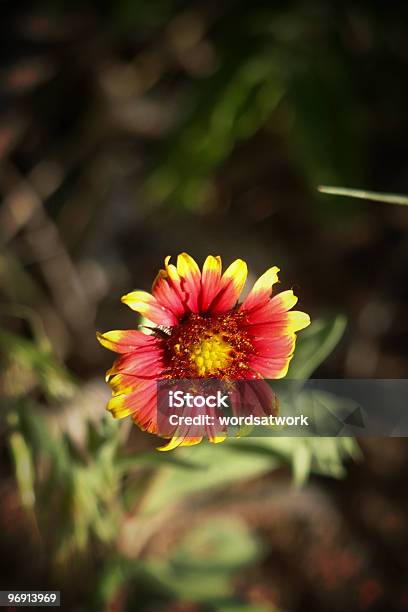 Indian Blanket Wildflower Stock Photo - Download Image Now - Blanket, Color Image, Gulf Coast States