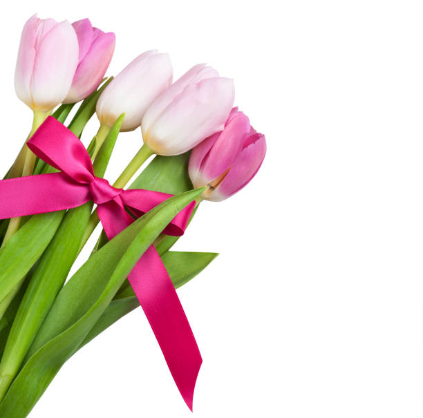 Red pink tulips with red ribbon isolated on white