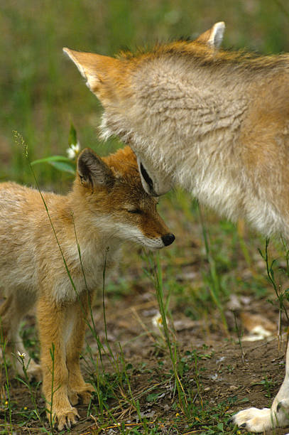 istock Female Coyote Teaching Her Pup to Obey 96914106