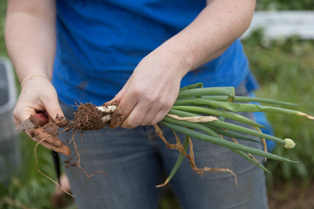 istock Harvesting Green Onions 969142120