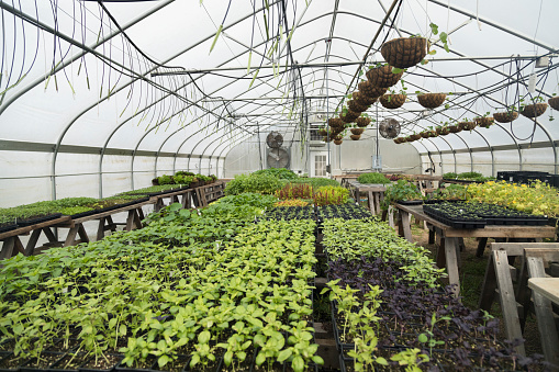 The interior of a greenhouse.  You can see trays of seedlings and herbs stretching from the foreground to the background.  Photographed on a commercial organic farm.  These seedlings will be transplanted to fields once they are large enough.