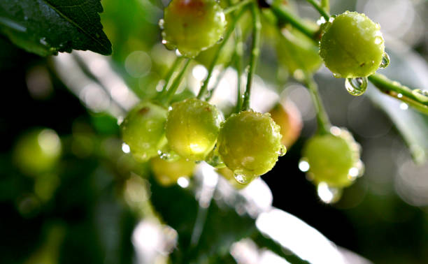 istock raindrops on a ripening cherry fruits 969146120