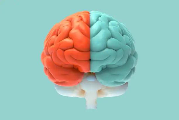 3D brain rendering illustration in front view with left and right function and activity concept isolated on pastel color background with clipping path for die cut to use in any backdrop