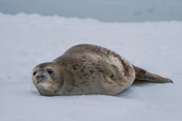 istock Weddell Seal laying on the ice 969148550