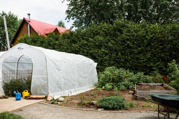 istock Tomatoes in a greenhouse 969148600