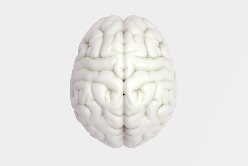 3D brain rendering illustration in top view template background isolated on white color with clipping path to use in any backdrop