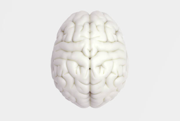 Human brain in top view isolated on white BG 3D brain rendering illustration in top view template background isolated on white color with clipping path to use in any backdrop model object stock pictures, royalty-free photos & images
