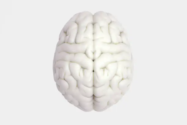Photo of Human brain in top view isolated on white BG