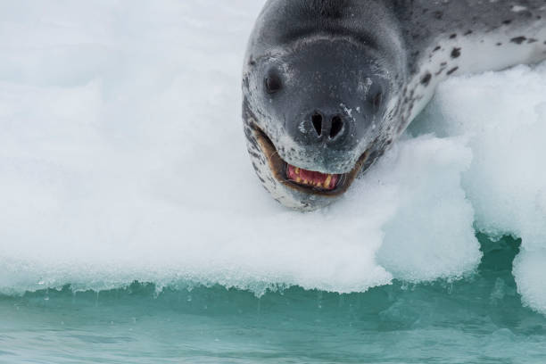 istock Head shot of a Leopard seal on an ice 969148950