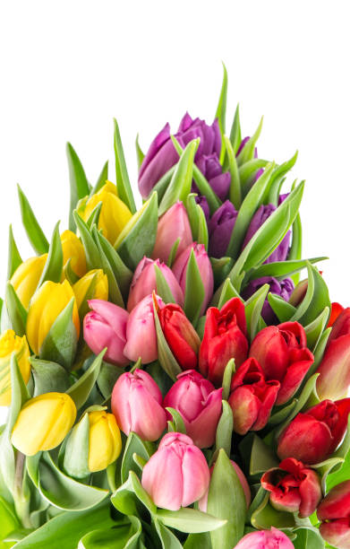 istock Fresh tulips white background Spring flowers 969149006