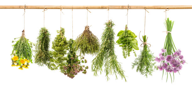 istock Herbs dill basil rosemary thyme chive oregano marjoram dandelion 969149160