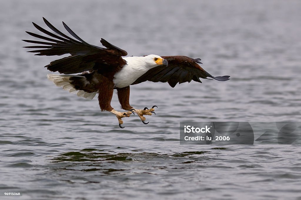 African Fish Eagle  Africa Stock Photo