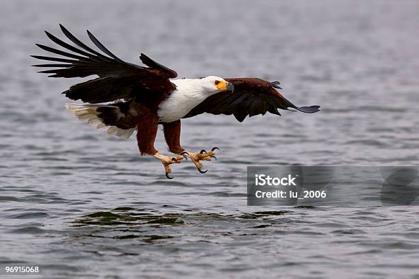 African Fish Eagle Stock Photo - Download Image Now - Africa, Animal, Animal Wildlife