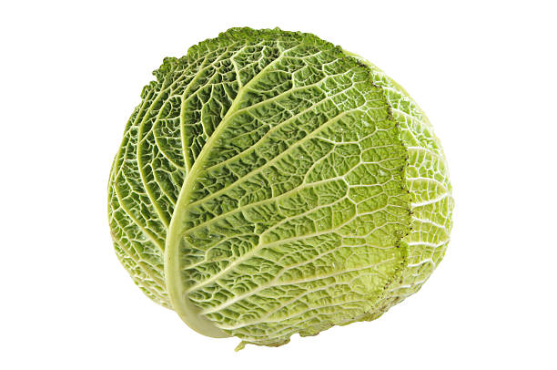 Head cabbage stock photo