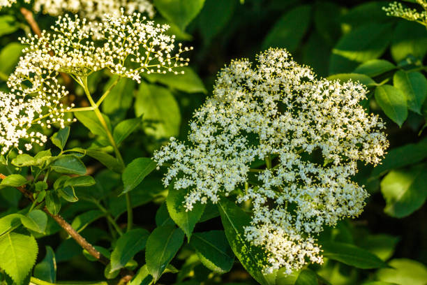 istock fragrant white elderberry flower on a blurry background 969152664