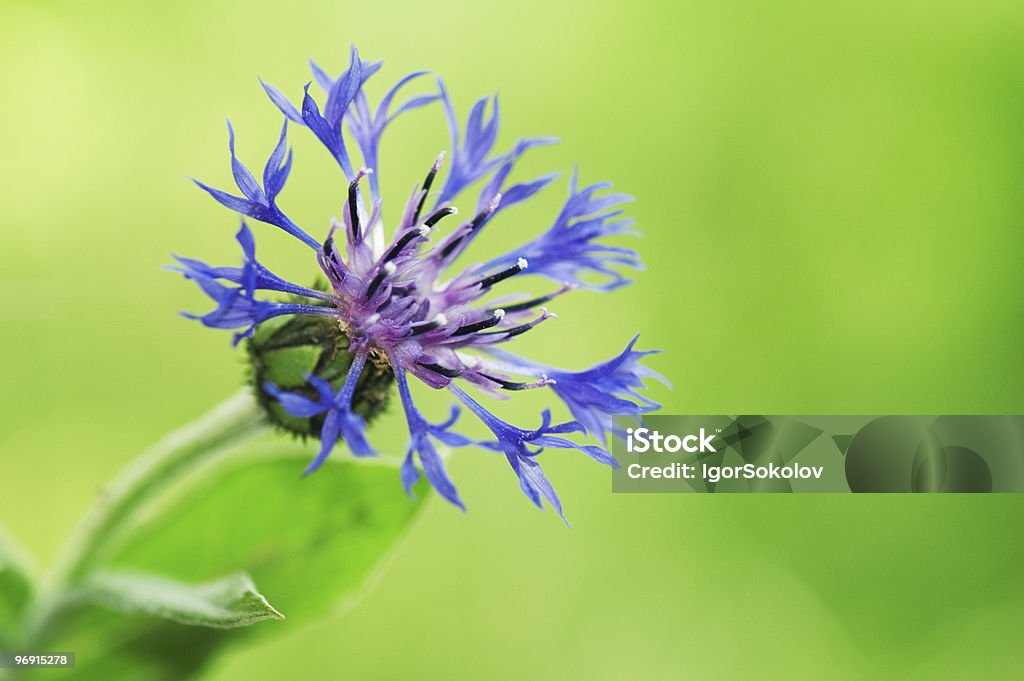 Chaber (Centaurea cyanus) - Zbiór zdjęć royalty-free (Chaber)