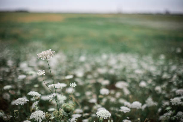 istock Field of flowers in bloom 969159058