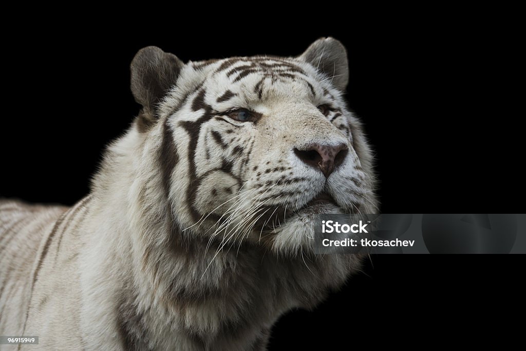 White Amur, or Siberian, Tiger  Animal Stock Photo