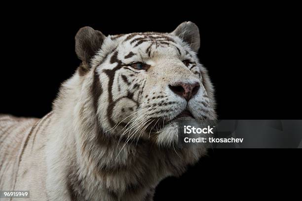 White Amur Or Siberian Tiger Stock Photo - Download Image Now - Animal, Animal Wildlife, Animals Hunting