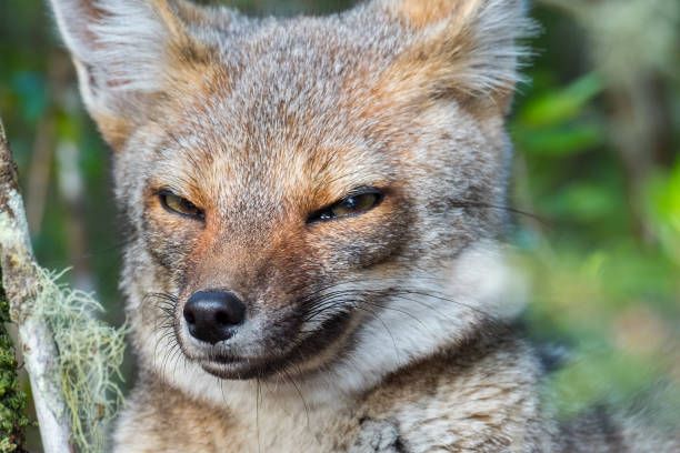 istock Portrait of the fox 969159666