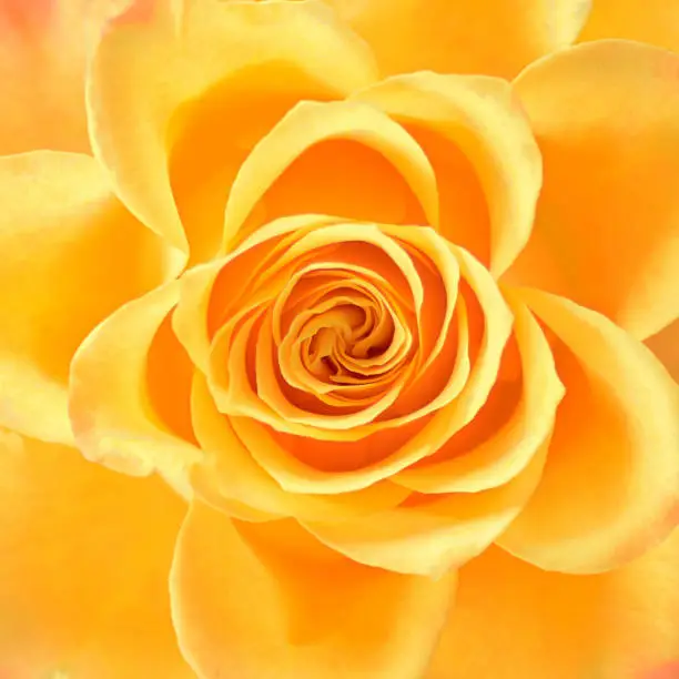 Photo of Close-up of a fresh open rose blossom, full frame