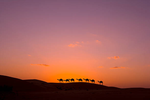 Camel caravan in sunset in the desert camel caravan at sunset  camel train photos stock pictures, royalty-free photos & images