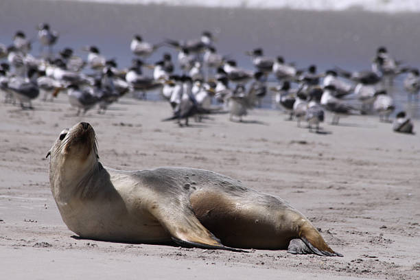istock Australian Sea Lion (Neophoca cinerea) 96916437