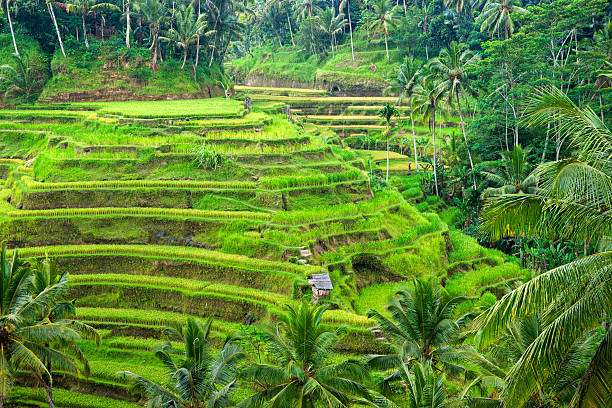 istock Indonesian rice terrace field surrounded by palm trees 96916796