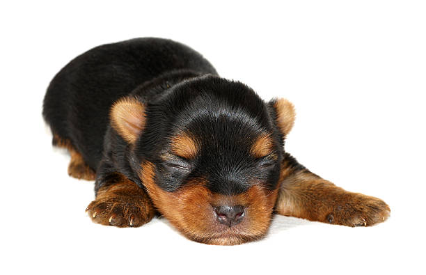Newborn puppy  newborn yorkie puppies stock pictures, royalty-free photos & images