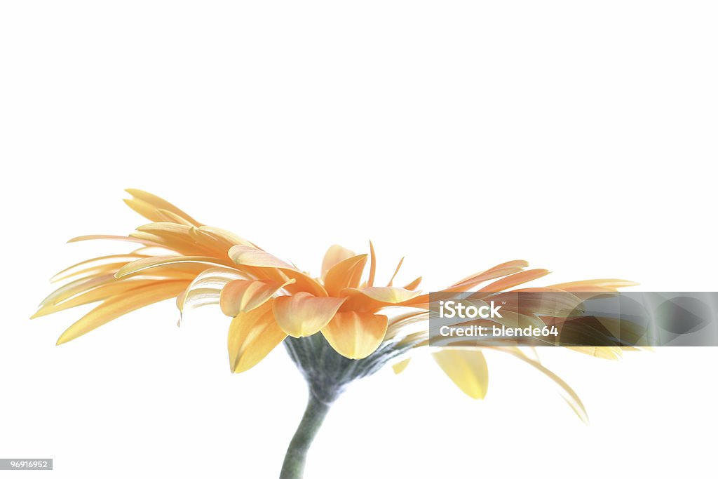 Fleur gerbera - Photo de Capitule libre de droits