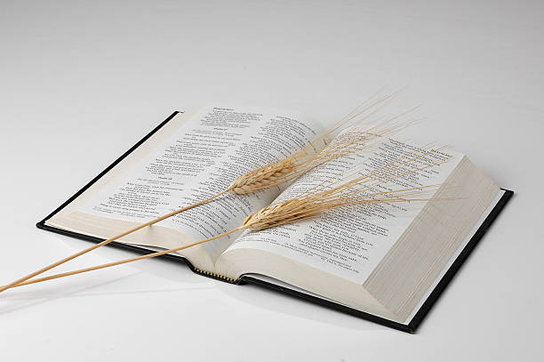 istock Bible and Wheat on neutral background 96916987