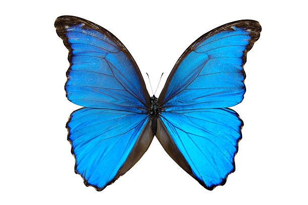 istock Butterfly in blue tones  isolated on a white background 96917044