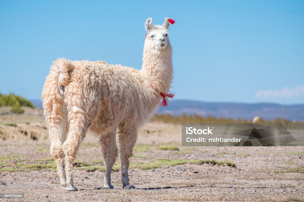 Llama blanca decorada - Foto de stock de Llama - Familia del camello libre de derechos