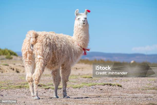 Llama Blanca Decorada Foto de stock y más banco de imágenes de Llama - Familia del camello - Llama - Familia del camello, Aire libre, Altiplano andino
