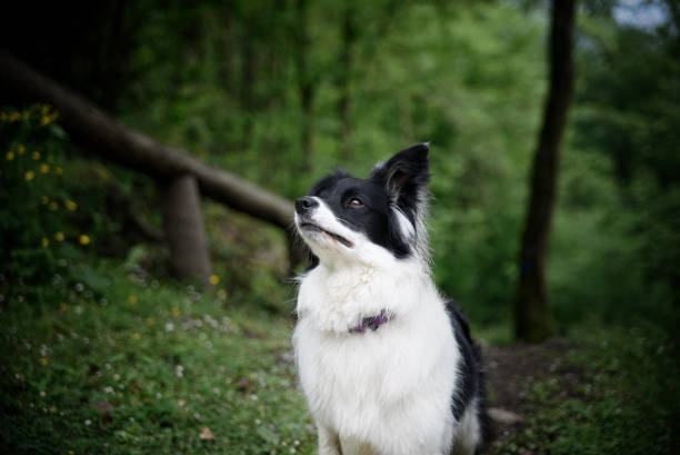 istock Border collie posing in nature 969176380