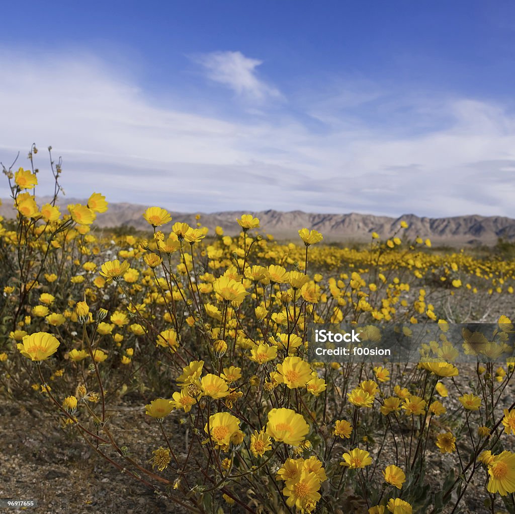 Desert Sunflowers  Blue Stock Photo