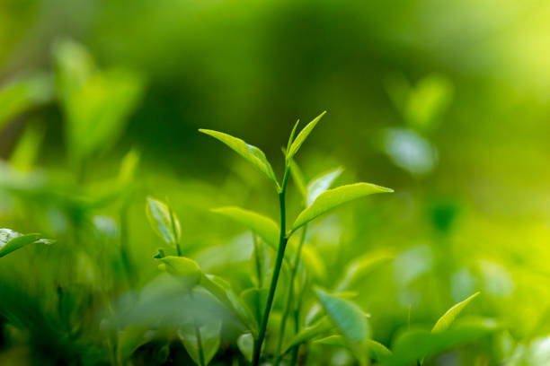 istock Fresh and soft Tea leaves in Fresh Garden. 969179486