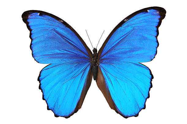 istock Butterfly in blue tones 96917957