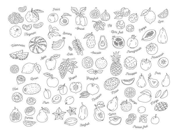 obst-symbol, handgezeichneten satz von früchten. vektor-illustration - nectarine peaches peach abstract stock-grafiken, -clipart, -cartoons und -symbole