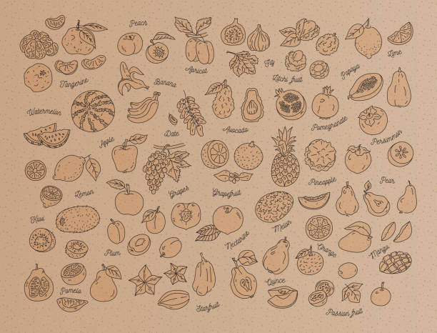 фруктовая икона, нарисованный вручную набор фруктов на крафтовой бумаге, картон. шаблон дизайна меню. иллюстрация вектора - nectarine peaches peach abstract stock illustrations