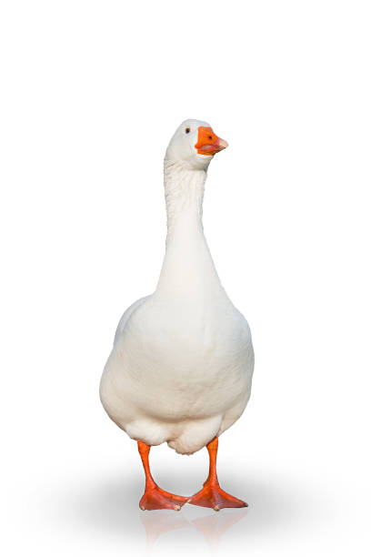 istock Domestic Goose Isolated 969180632