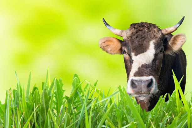 Cow grazing on farm field with green grass and soft background