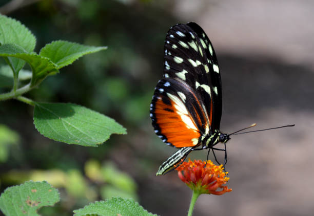 オレンジと黒の longwing オレンジ色の花に蝶 - monteverde cloud forest ストックフォトと画像