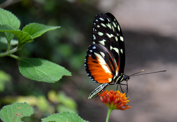 orange and black longwing butterfly on orange flowers - monteverde cloud forest imagens e fotografias de stock