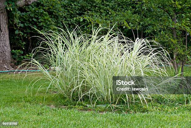 Ornamental Grass Stock Photo - Download Image Now - Blade of Grass, Botany, Bunch